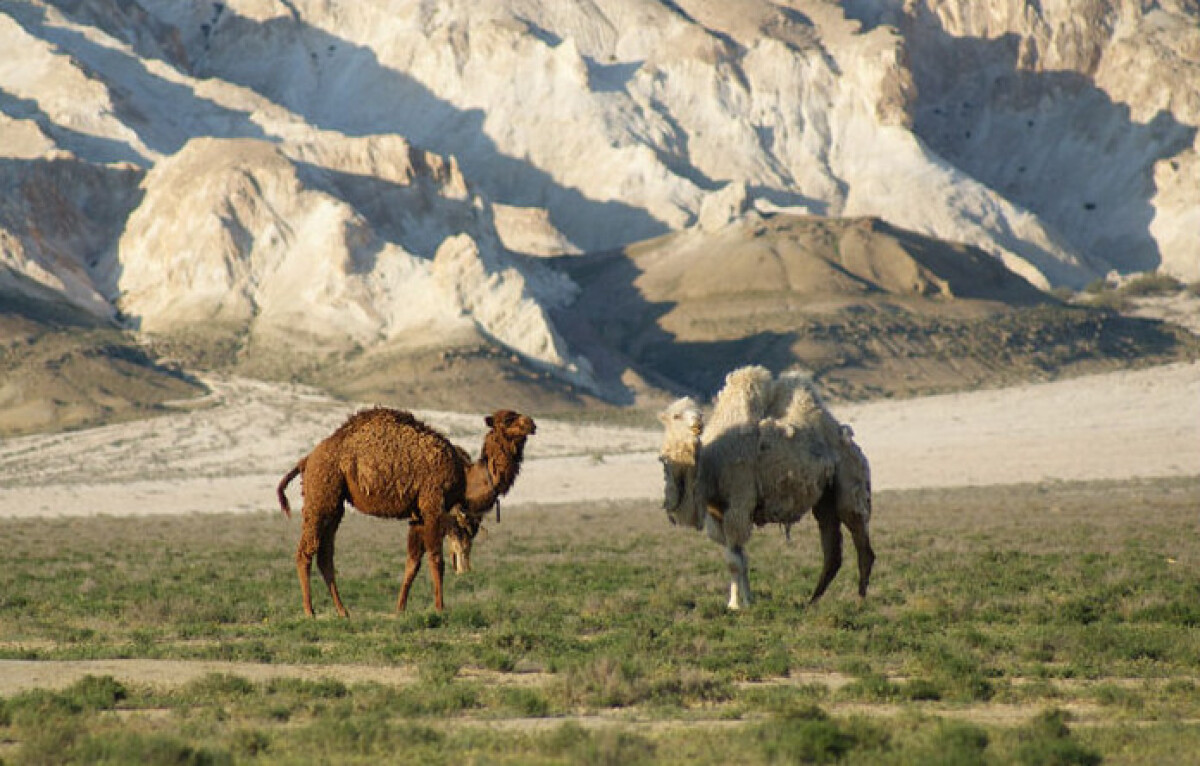 Rukhani Zhangyru: the Meaning of sacred Mangystau soil - e-history.kz