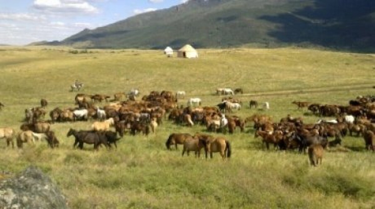 The evolution of the cattle breeding on the territory of Kazakhstan in ancient times - e-history.kz